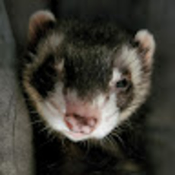 Meet your Posher, Randy j - Picture 1 of 1